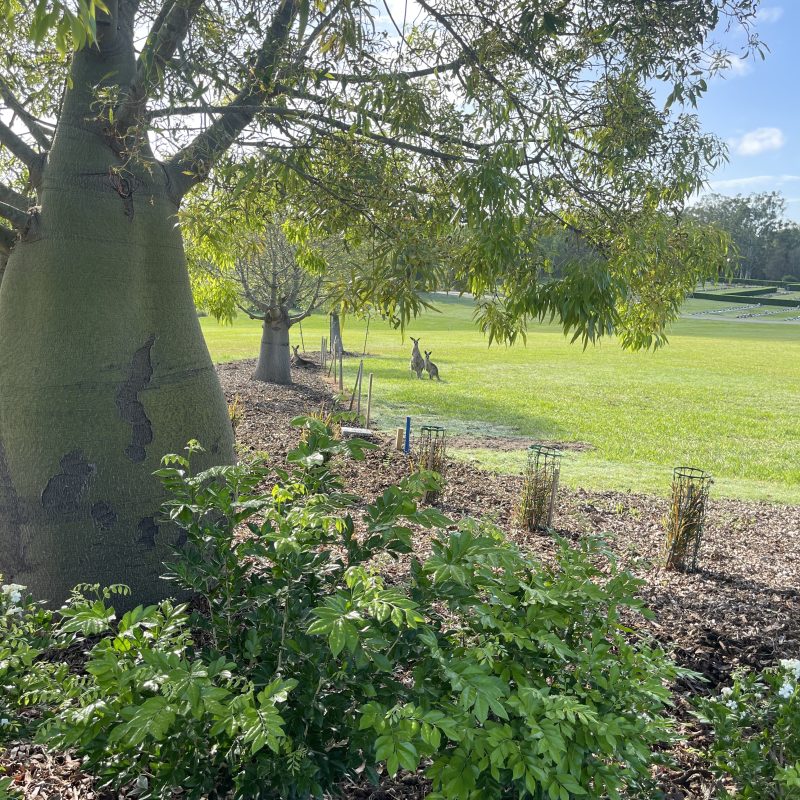Australian BOAB (aka bottle tree) at Centenary Memorial Gardens with kangaroos in the background enjoying the shade. Taken at the new outdoor chapel.